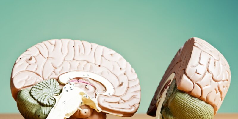 7 Stages Of Brain Development
